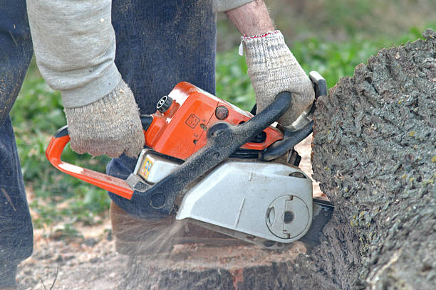 Best Pest Control for Lawns  in Ocklawaha, FL